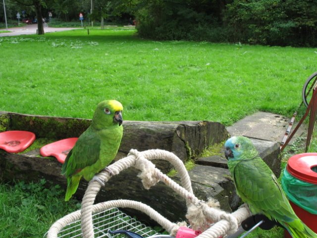 2011-09-11 Kralingsebos